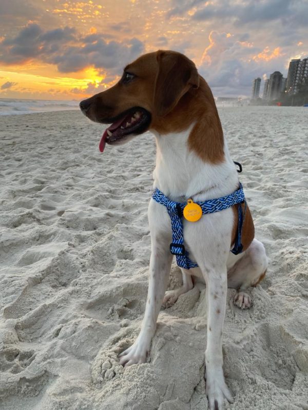 Lindinha adotada 16/01 e agora se chama Siena